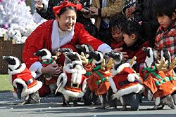 เจิด! เพนกวินแต่งกายในชุดซานตาคลอส