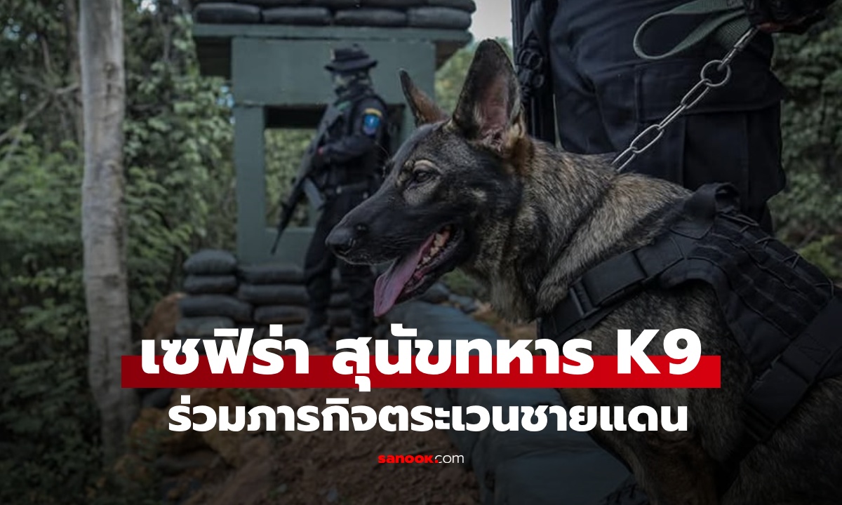 เปิดภาพ เซฟิร่า สุนัขทหาร K9 ร่วมภารกิจทหารพราน 13 ลาดตระเวนชายแดน