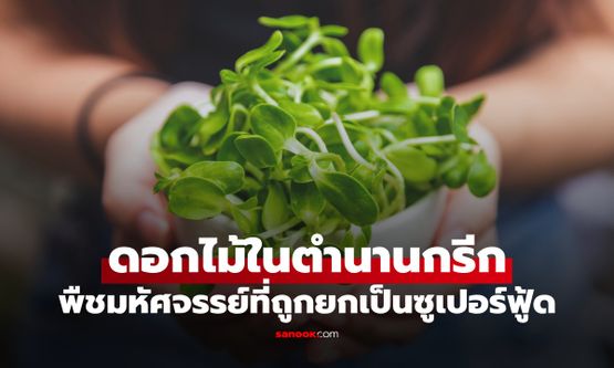 จากตำนานกรีก "ดอกไม้แห่งรักมั่นคง" สู่ตำราพืชผักมหัศจรรย์ ทั่วโลกยกเป็นซูเปอร์ฟู้ด