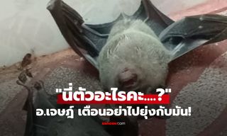 สาวโพสต์ถาม "นี่ตัวอะไร" นอนหงายในห้องน้ำ อ.เจษฎ์ รีบเตือนเสี่ยงไวรัส อย่าไปยุ่งกับมัน!!!