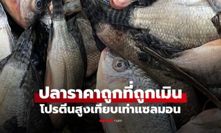 ปลาราคาถูก 1 ชนิด ที่หลายคนเมิน ประโยชน์เกินคาด โปรตีนสูงเทียบเท่าแซลมอน