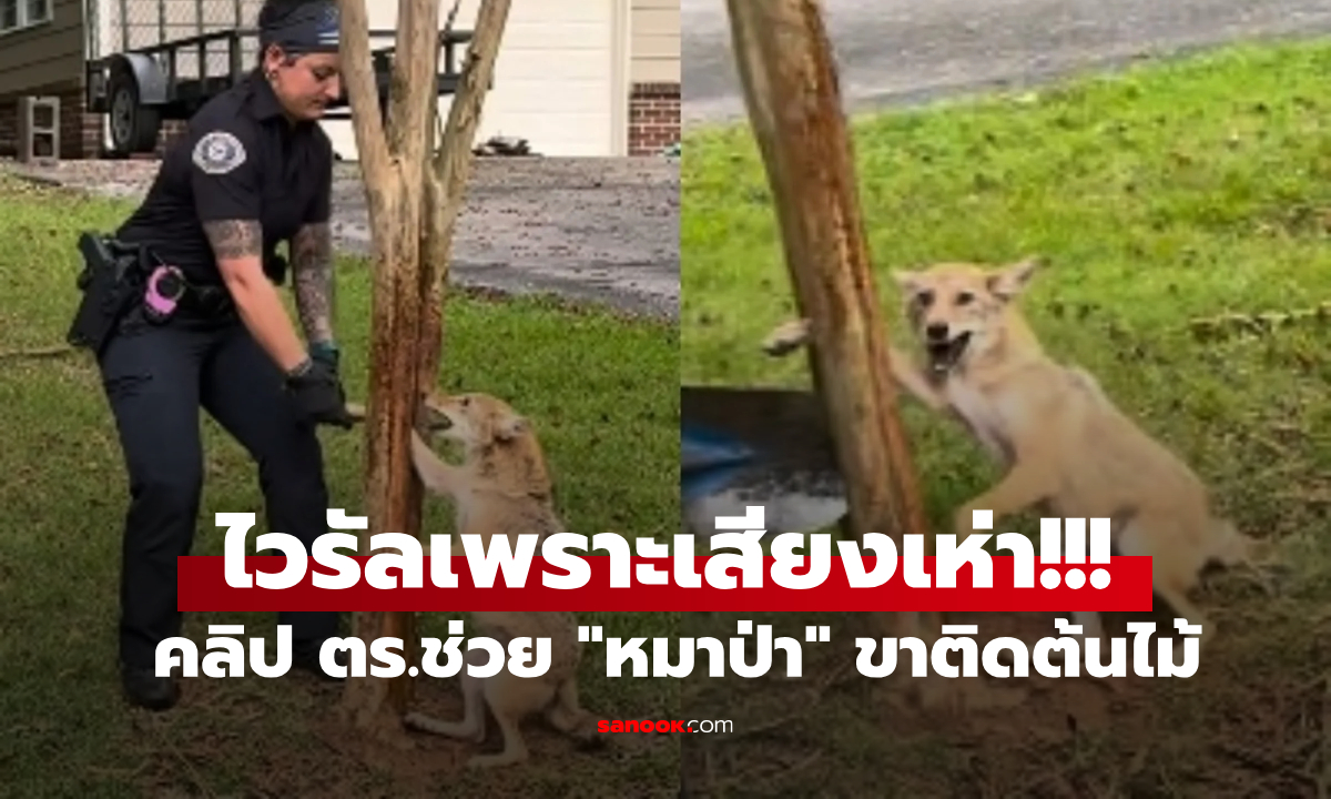 คลิปไวรัล "หมาป่า" ขาติดต้นไม้ ตร.ใจกล้าเข้าช่วย แต่คนโฟกัสเสียงเห่า วนฟังกันไม่เลิก!