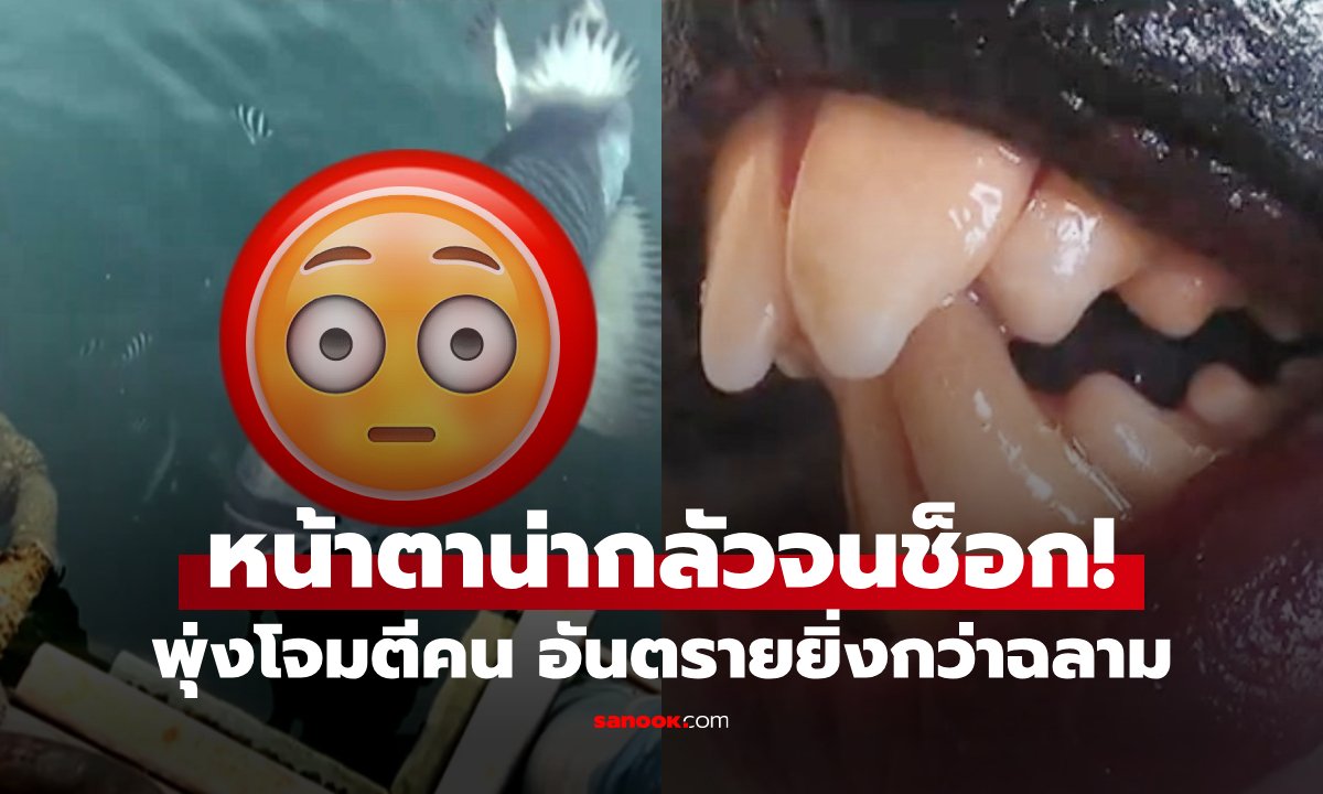 น่ากลัวมาก! เผยโฉมสะพรึง "ปลาหน้าโกรธ" อันตรายยิ่งกว่าฉลาม โจมตีคนเกือบตาย