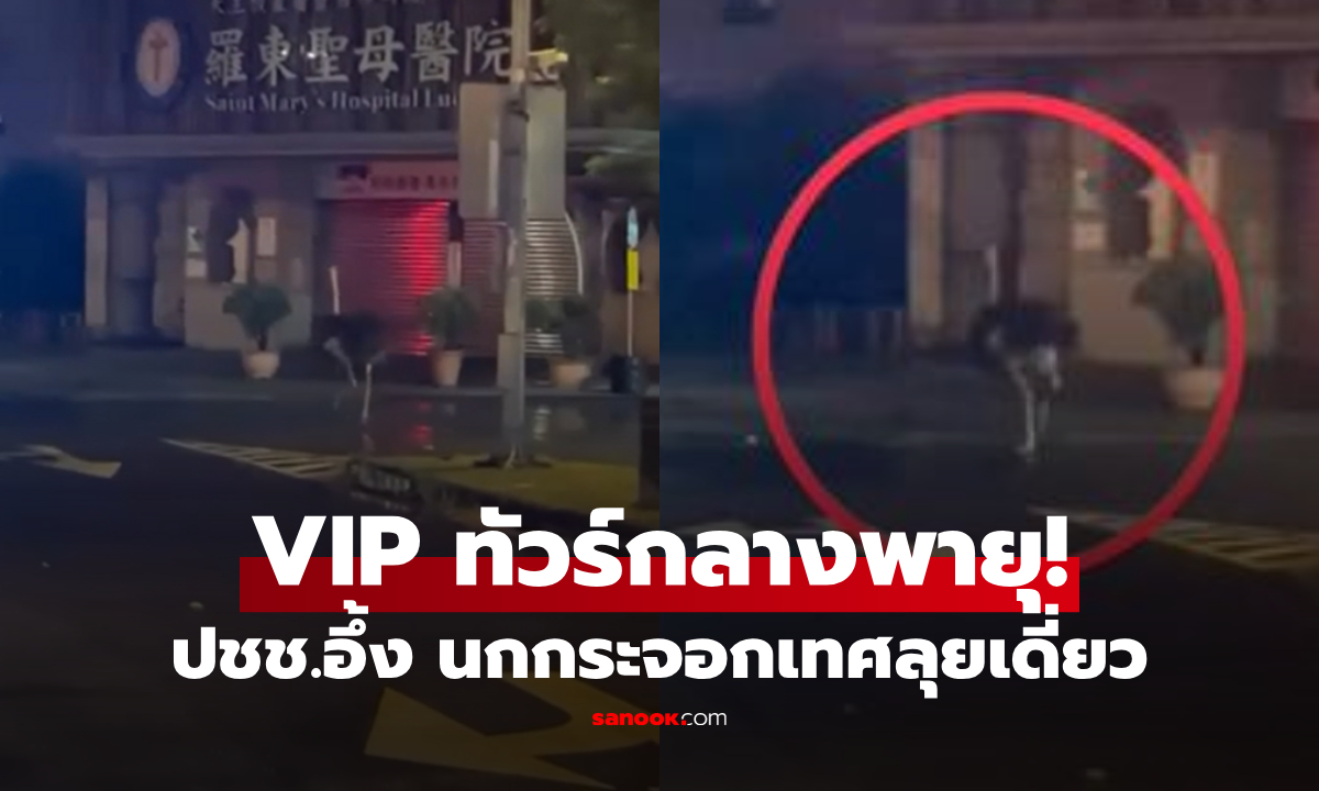 คลิปฮาแตก นกกระจอกเทศ วิ่งสะบัดฝ่าพายุ 4 กม. ชาวเน็ตดูจบอึ้งถาม "รีบไปห้องฉุกเฉิน?"