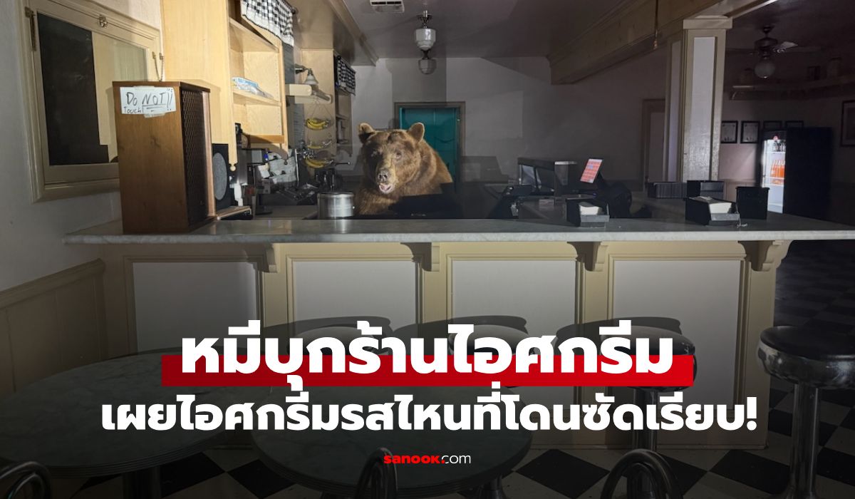 เรื่องจริงไม่ใช่โฆษณา! หมียักษ์บุกกินไอศกรีมร้านดัง เผยคลั่งไคล้รสชาตินี้เป็นพิเศษ