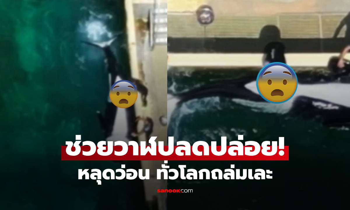 น่าตกใจ! หลุดว่อน จนท.ช่วยปลดปล่อย "แรงขับทางเพศ" ให้วาฬเพชฌฆาต ฝ่ายอนุรักษ์ยำเละ