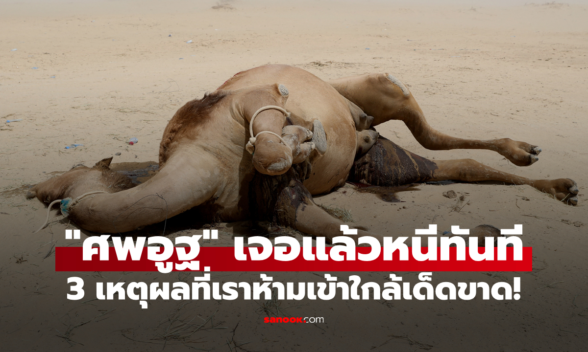 พิษร้ายกลางทะเลทราย: 3 เหตุผลที่เราห้ามอยู่ใกล้ "ศพอูฐ" เด็ดขาด!