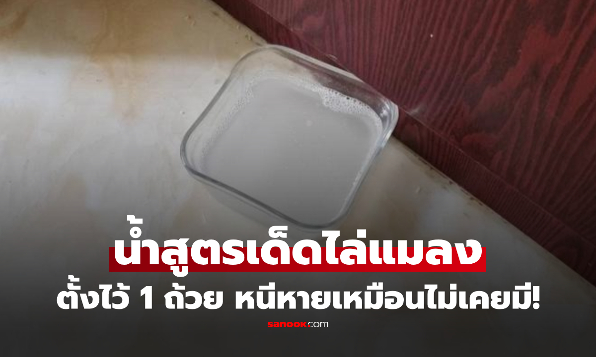 ต่างชาติแชร์ "น้ำสูตรเด็ด" ไล่ยุง-แมลงในบ้าน แค่ตั้งไว้ 1 ถ้วย ทั้งรังหนีหายเหมือนไม่เคยมี!