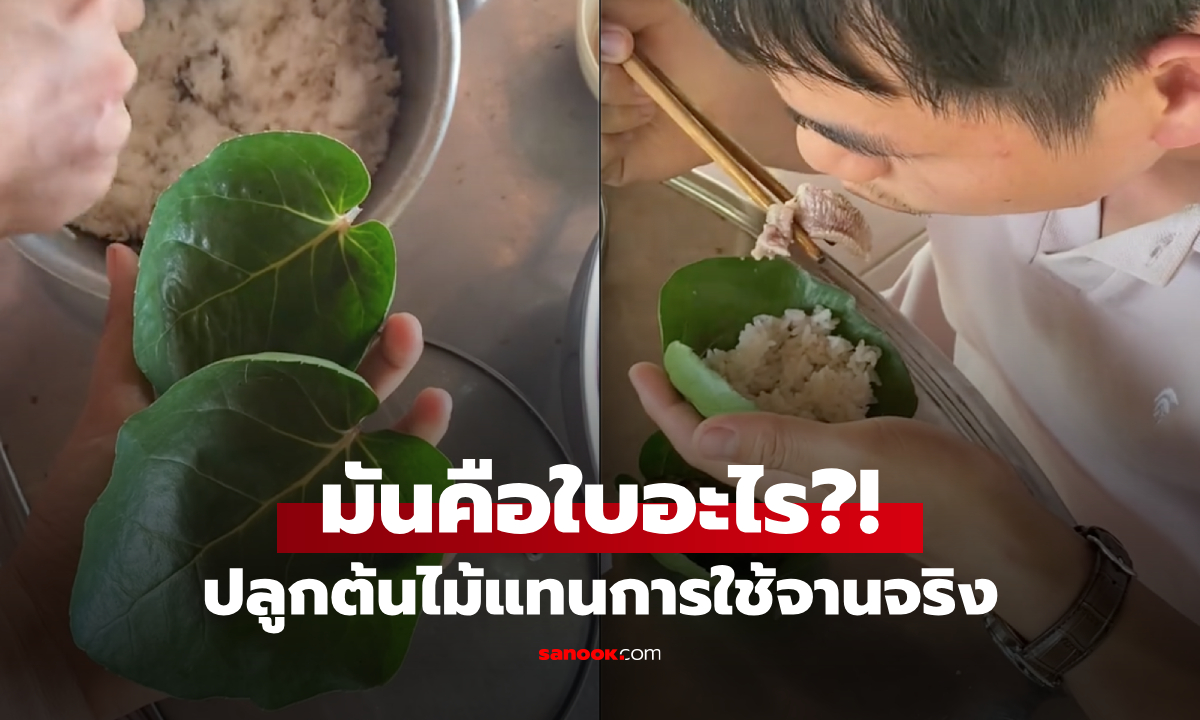 สานฝัน! กินข้าวไม่ต้องล้างจาน ผัวเมียปลูกต้นไม้ "ใช้แล้วทิ้ง" คนแห่ชมไอเดียระดับท็อป!!!
