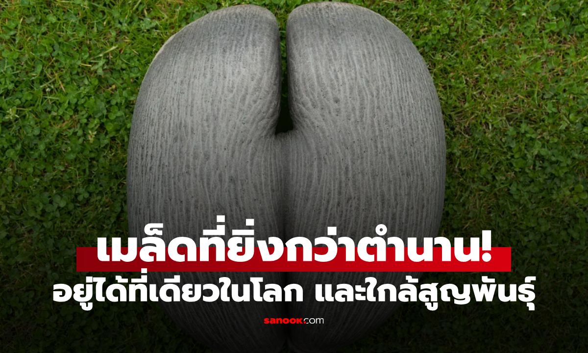 พืชนี้มีจริง! "เมล็ดใหญ่เท่าหัว" คล้ายอวัยวะเพศ แปลกจนคนแห่ล่า ใกล้สูญพันธุ์แพงพุ่ง 7 หมื่น