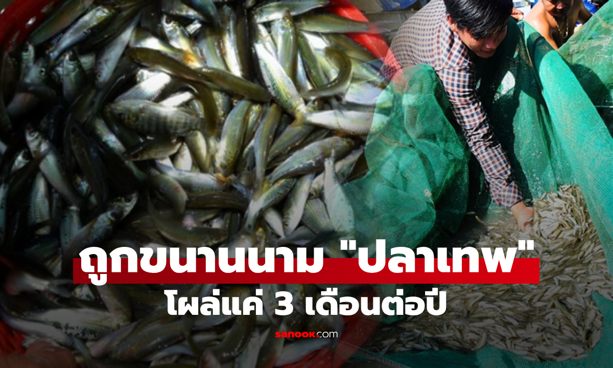 "ปลาศักดิ์สิทธิ์แห่งลุ่มน้ำโขง" โผล่แค่ 3 เดือนต่อปี อุดมแคลเซียมสูง เนื้อนุ่ม กินกระดูกได้!