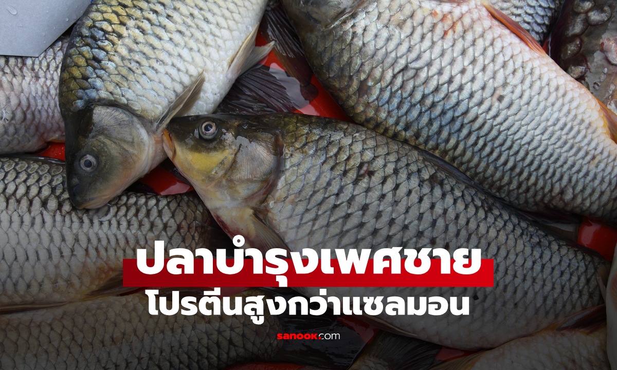 ปลา 1 ชนิด เสริมสร้างฮอร์โมน “บำรุงผู้ชาย" โปรตีนสูงกว่าแซลมอน ทุกเพศทุกวัยควรกิน