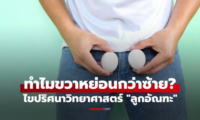 ทำไมอัณฑะผู้ชายถึงไม่เท่ากัน? เปิดคำตอบทางวิทยาศาสตร์ว่าทำไมข้างขวามักจะหย่อนกว่า