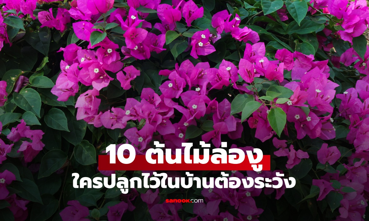 10 ต้นไม้ "ล่องู" ใครปลูกไว้ในบ้านต้องระวัง อาจกลายเป็นที่สร้างรังของอสรพิษ