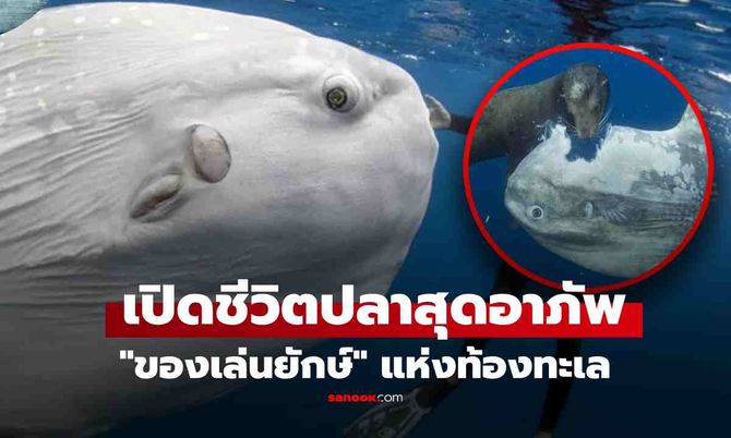 เปิดชีวิตปลาสุดเศร้า "ของเล่นยักษ์" แห่งท้องทะเล แหล่งอาศัยปรสิต-ถูกแทะเล่นยังอยู่เฉย