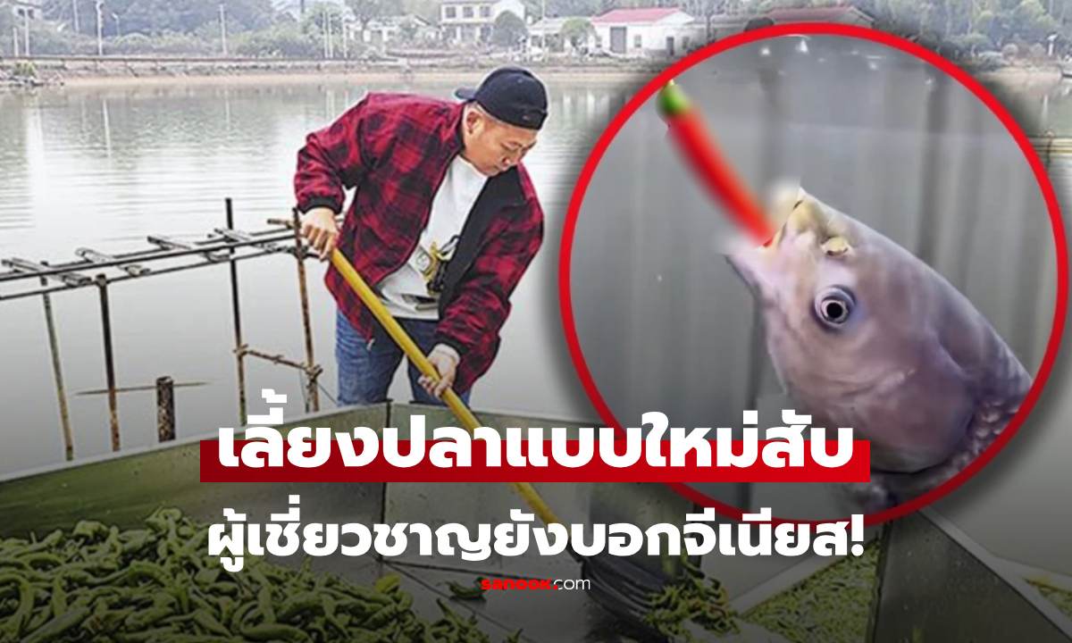 แปลกแต่ดี! เจ้าของบ่อปลาจีน เผยเลี้ยงปลาด้วย "สิ่งนี้" ตัวโต-เนื้ออร่อย ลูกค้าแห่ตกแน่น
