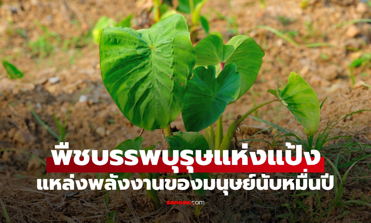 พืชชนิดนี้คือ "บรรพบุรุษแห่งแป้ง" แหล่งพลังงานของมนุษย์นับหมื่นปี อุดมไฟเบอร์-แร่ธาตุ