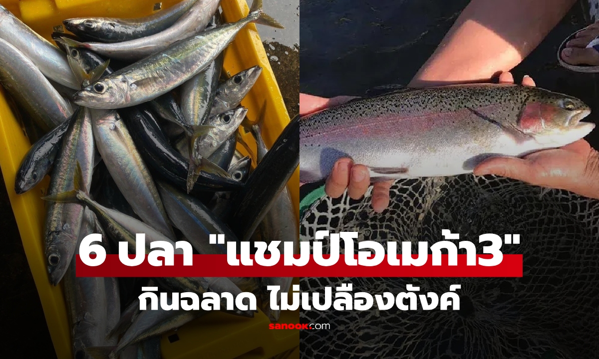 โพยลับแม่บ้าน!  6 ปลาตลาด "แชมป์โอเมก้า 3"  ยิ่งกินยิ่งฉลาด ไม่ต้องง้อของนอกแพงๆ