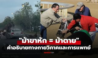 ทำไม "ม้าขาหัก = ม้าตาย" แล้ว? คำอธิบายทางกายวิภาคและการแพทย์