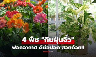 4 ต้นไม้ดีต่อปอด "ดูดซับ" ฝุ่นละอองขนาดเล็ก กรองอากาศเก่ง ทุกบ้านควรมีอย่างน้อย 1 ชนิด!!