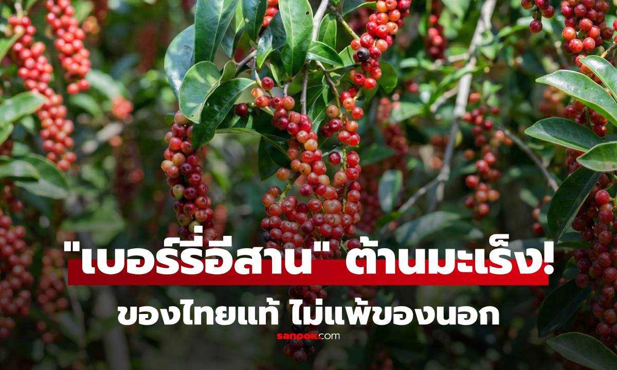 ผลไม้ไทยที่ถูกยกเป็น "เบอร์รี่อีสาน" สรรพคุณต้านมะเร็ง-ชะลอวัย แถมช่วยดีท็อกซ์ร่างกาย!