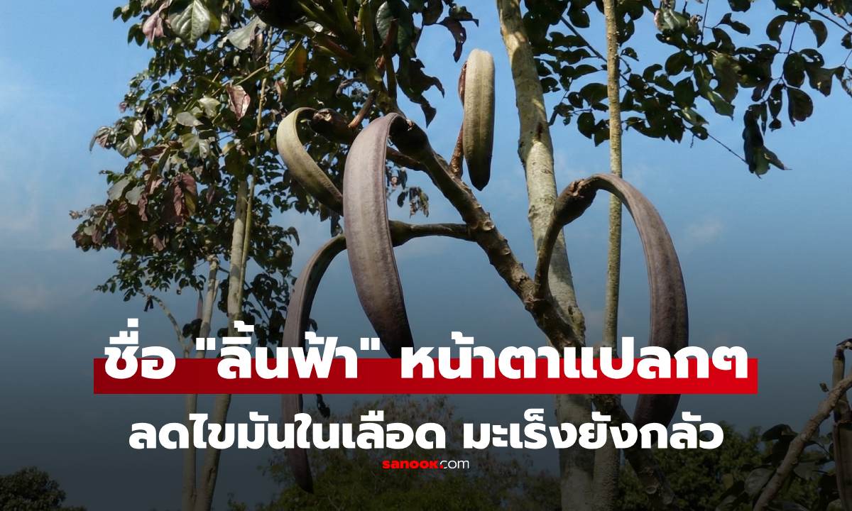 เคยกินไหม "ลิ้นฟ้า" ฝักหน้าตาแปลก แถมขม แต่มะเร็งกลัวมาก ช่วยลดไขมันในเลือดด้วย