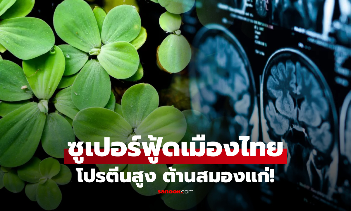 ไทยมีของดี! สุดยอดพืชฉายา "ลูกชิ้นมังสวิรัติ" กินต้านสมองแก่ วิจัยชี้โปรตีนสูงเท่าไข่