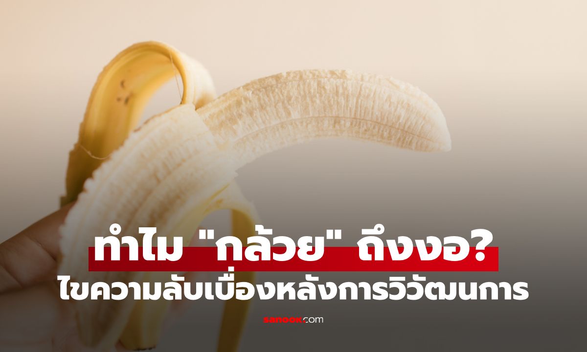 ทำไม "กล้วย" ถึงงอ? ไขความลับเบื่องหลังการวิวัฒนาการเพื่อการเอาตัวรอด