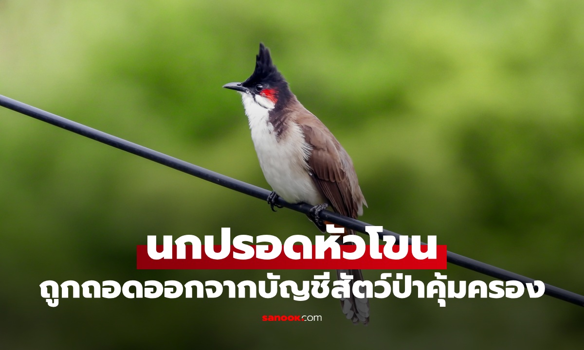 ทำไม "นกปรอดหัวโขน" ถูกปลดจากสัตว์ป่าคุ้มครอง แต่ "ตัวเงินตัวทอง" ยังอยู่ในบัญชี