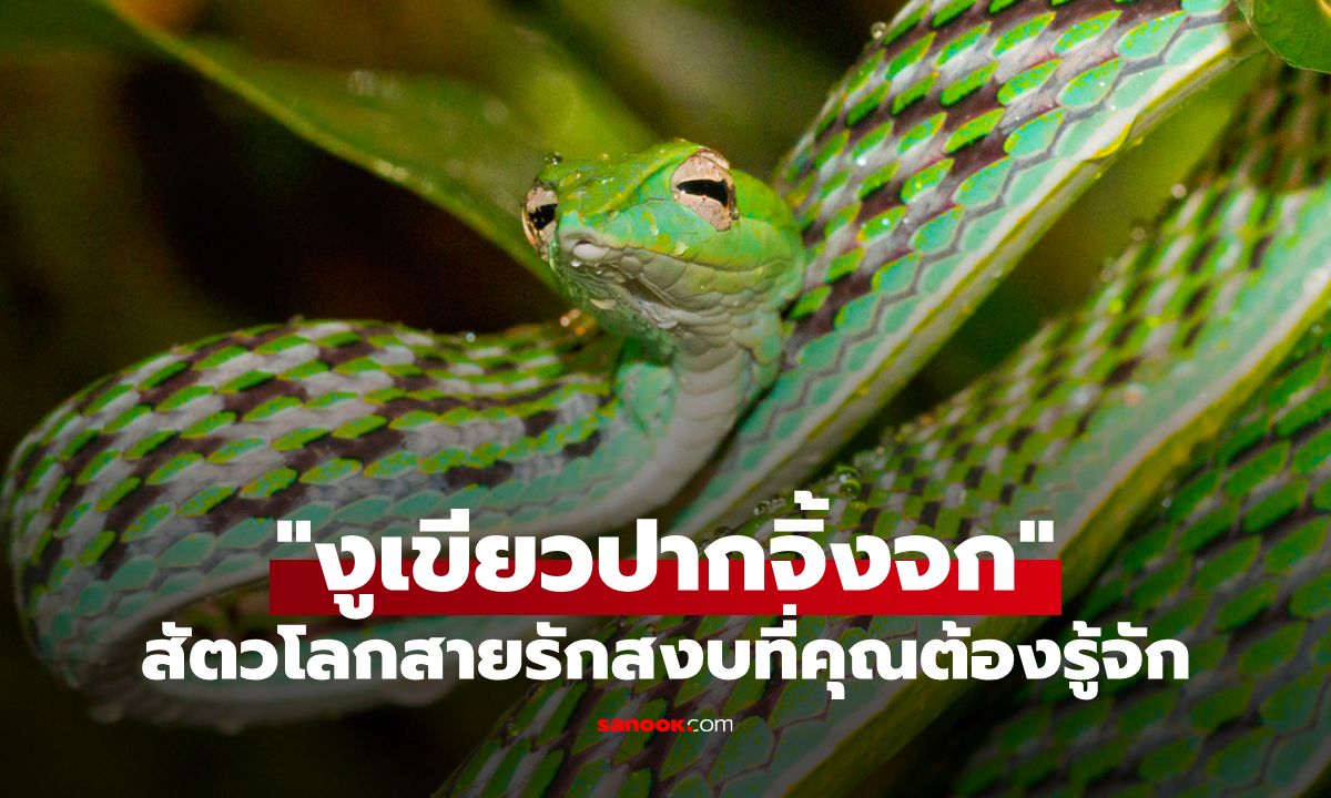 ทำความรู้จัก "งูเขียวปากจิ้งจก" สัตวโลกสายรักสงบ ที่ต่างจากภาพจำกับงูทั่วๆไป