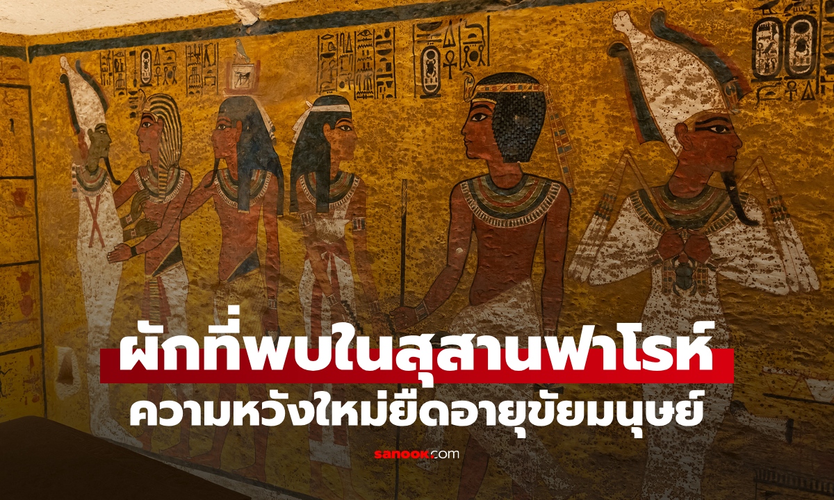 ผัก1 ชนิดที่พบใน "สุสานฟาโรห์" พืชตำนานหลายพันปี สู่กุญแจยืดอายุขัยมนุษย์