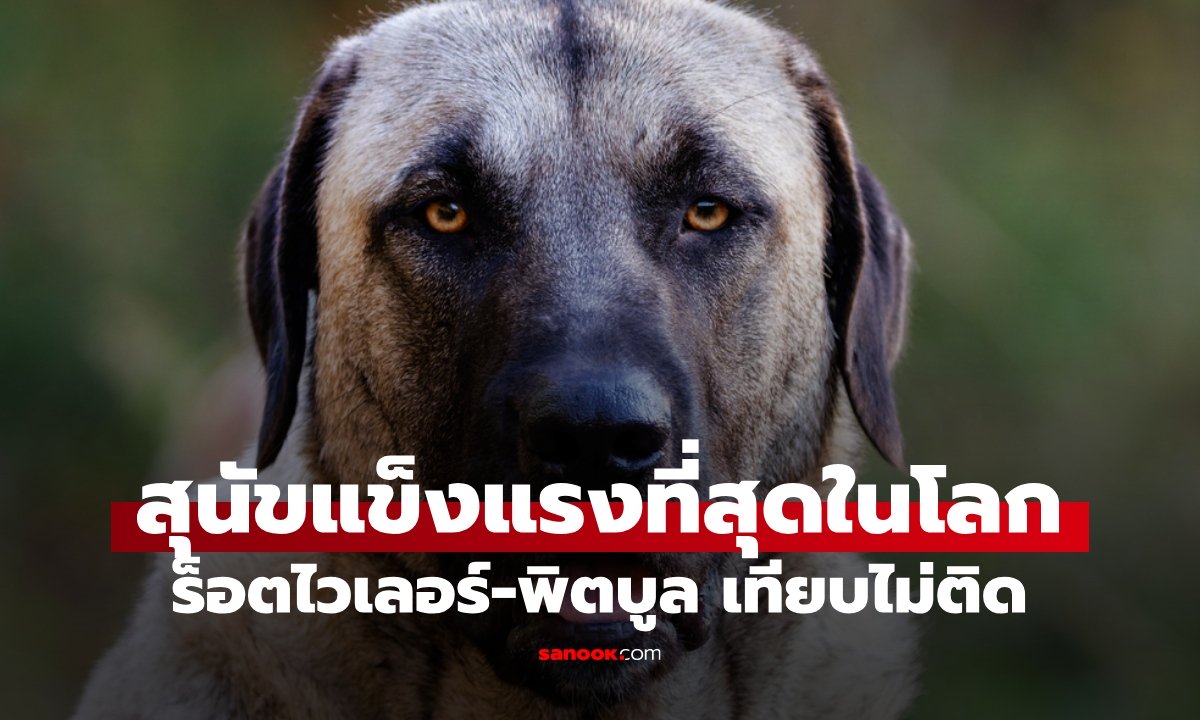 รู้จักสุนัขแข็งแกร่งที่สุดในโลก ฉายานักล่าหมาป่า ร็อตไวเลอร์-พิตบูลเทียบไม่ติด