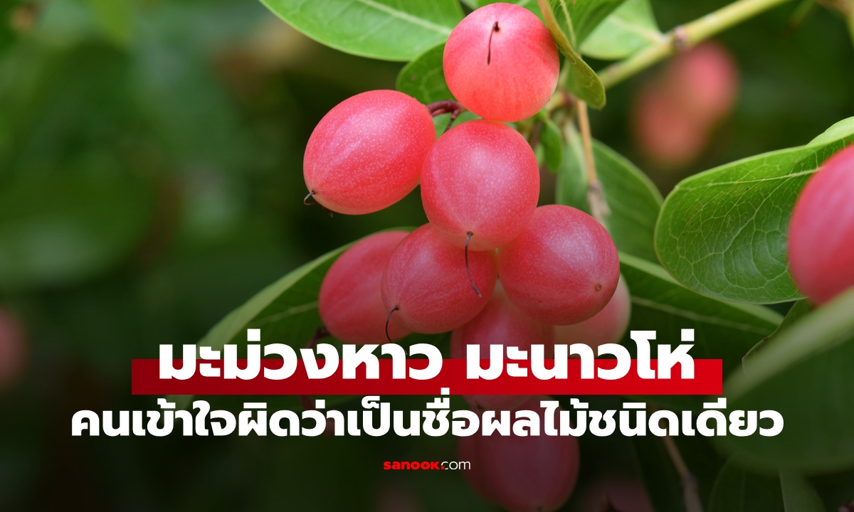 เปิดที่มา "มะม่วงหาว มะนาวโห่" หลายคนเข้าใจผิด คิดว่าเป็นชื่อของผลไม้ชนิดเดียว