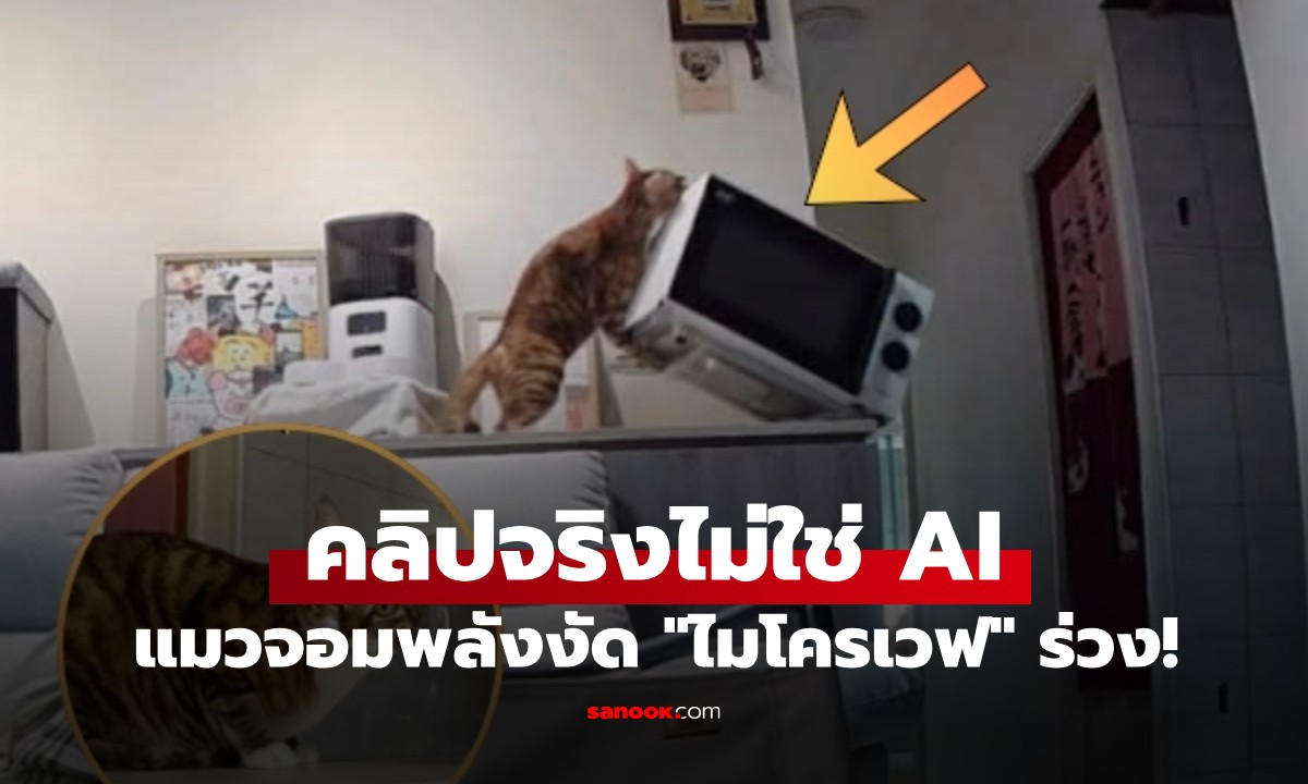 ไม่ใช่คลิป AI! น้องแมวสายสตรองโชว์งัด "ไมโครเวฟเครื่องใหม่เอี่ยม" ร่วงคาบ้าน