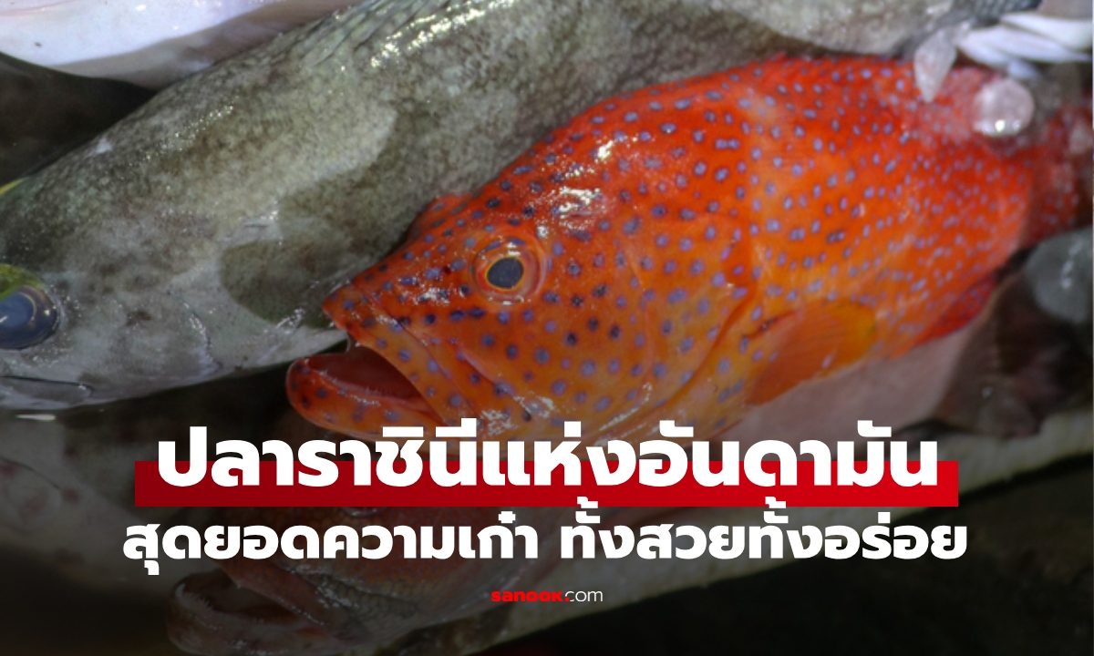 ปลาทะเลสุดเก๋า ฉายา "ราชินีแห่งอันดามัน" เมนูลับทะเลไทย ทั้งสวยทั้งอร่อย
