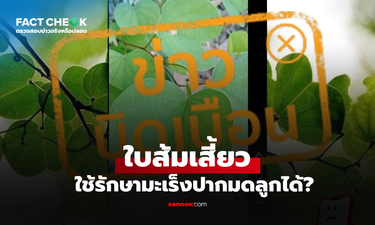 เช็กข่าวชัวร์ : "ใบส้มเสี้ยว" มีฤทธิ์ต้านอนุมูลอิสระ รักษามะเร็งปากมดลูกได้ จริงหรือไม่?