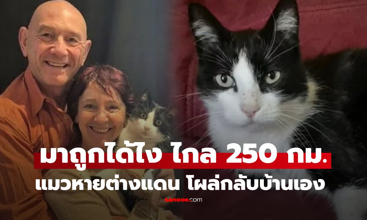 ปาฏิหาริย์ แมวไปเที่ยวสเปนกับเจ้าของ หลงทางห่างบ้าน 250 กม. อึ้ง! โผล่กลับถึงบ้านเอง
