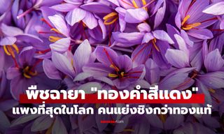 พืชที่ได้ฉายา "ทองคำสีแดง" เครื่องเทศราคาแพงที่สุดในโลก คนแย่งชิงยิ่งกว่าทองแท้