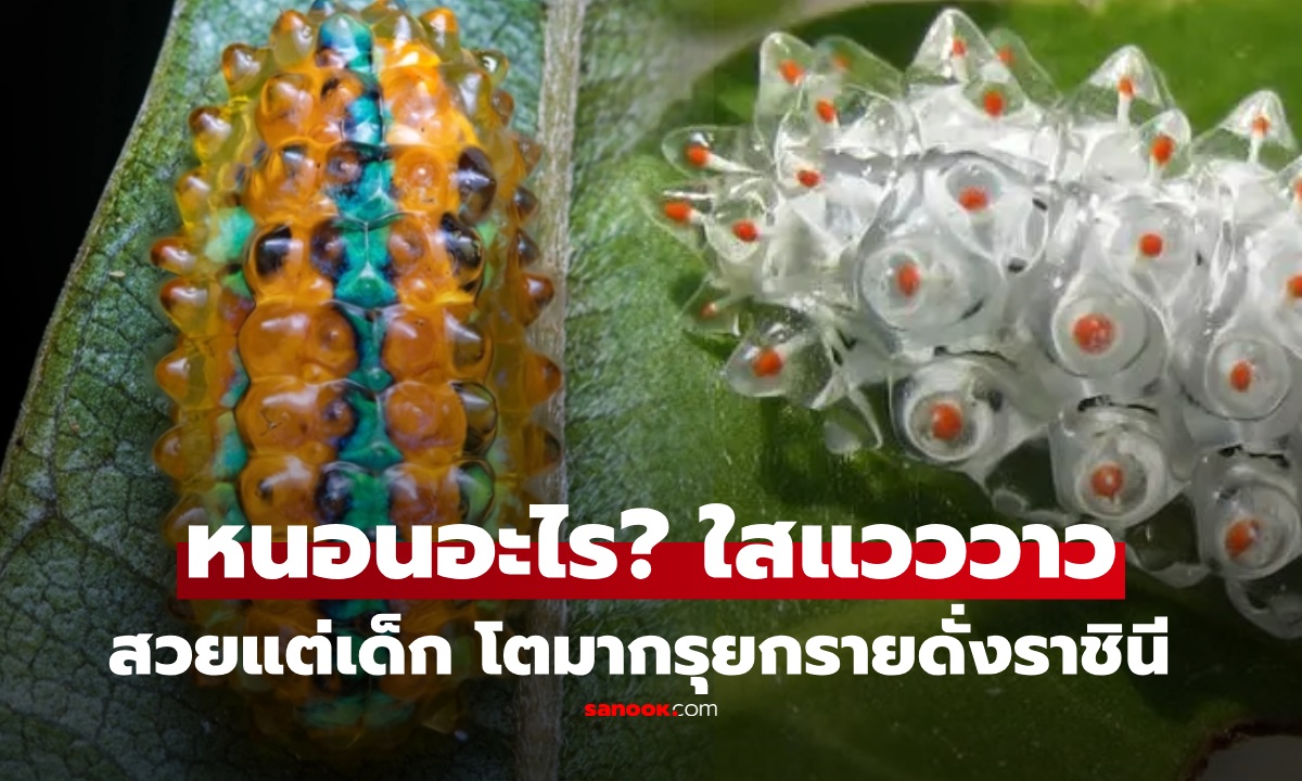 รู้ไหมตัวอะไร? "หนอนอัญมณี" ที่สวยที่สุด ตอนเด็กว่าสวยแล้ว โตมาสวยสง่าดั่งราชินีแมกไม้