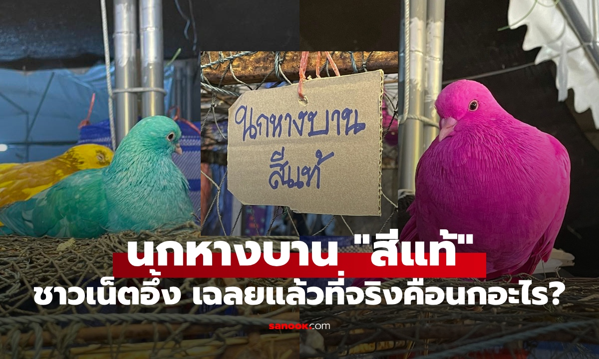 ชาวเน็ตอึ้ง "นกหางบานสีแท้" งานเกษตรแฟร์ มข. เฉลยแล้วที่จริงคือนกอะไร แท้จริงไหม?