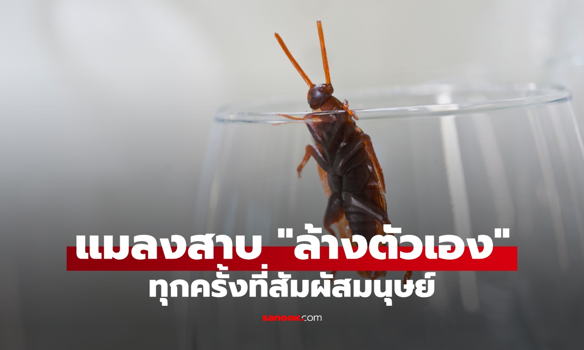 ใครกันแน่ที่สกปรก? ความลับของแมลงสาบ "ล้างตัว" ทุกครั้งเมื่อสัมผัสมนุษย์