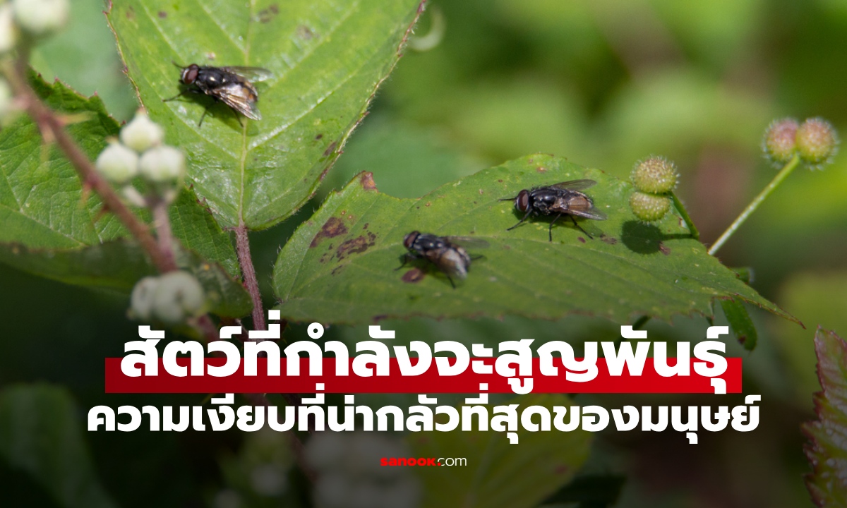 สัตว์ 1 ชนิด กำลังหายไปอย่างเงียบๆ โดยที่เราไม่รู้ตัว วิจัยชี้อาจสูญพันธ์ในอีก 4 ปี