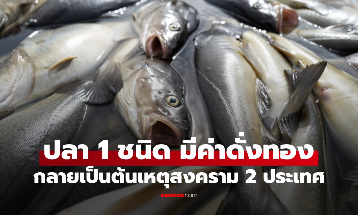 ปลา 1 ชนิด มีค่าดั่งทอง เป็นต้นเหตุสงคราม 2 ประเทศ ความพ่ายแพ้ของชาติมหาอำนาจ