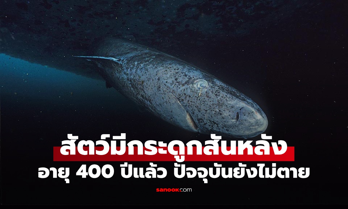 รู้จัก "สัตว์มีกระดูกสันหลัง" อายุยืนยาวที่สุดในโลก เกือบ 400 ปี ปัจจุบันยังมีชีวิตอยู่