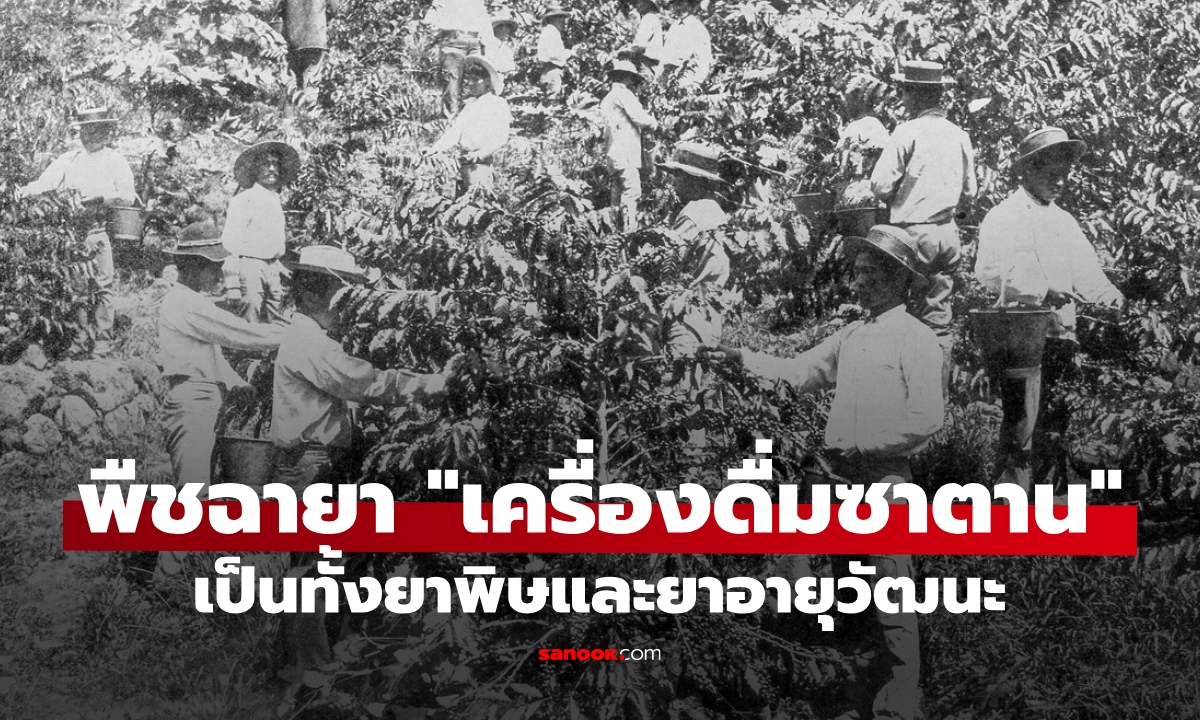 พืชที่ได้ฉายา "เครื่องดื่มซาตาน" คนทั่วโลกขาดไม่ได้ เป็นทั้งยาพิษและยาอายุวัฒนะ