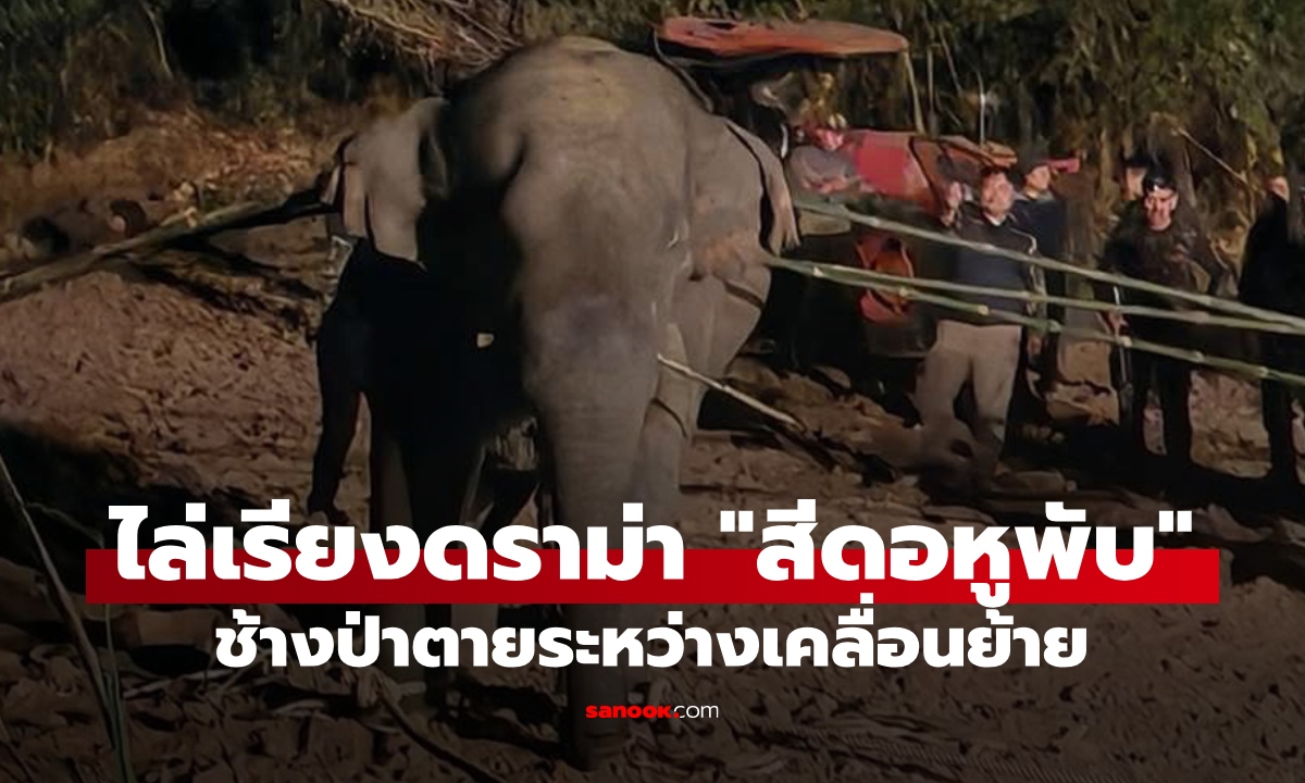 ไล่เรียงดราม่า "สีดอหูพับ" ช้างป่าตายระหว่างกรมอุทยานฯ เคลื่อนย้าย อ้อยยังคาปาก