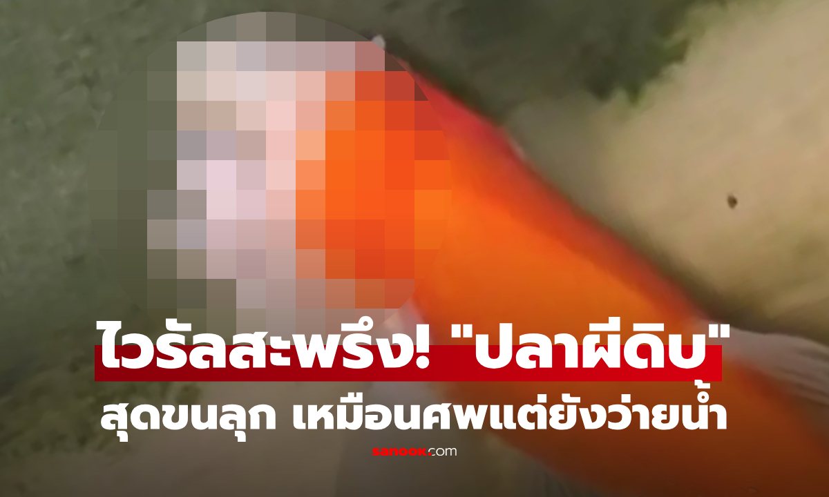 ไวรัลสะพรึง! "ปลาทองผีดิบ" ความขนลุกในตู้ปลา ทำโซเชียลแห่ถก แบบนี้ยังมีชีวิตไหม?