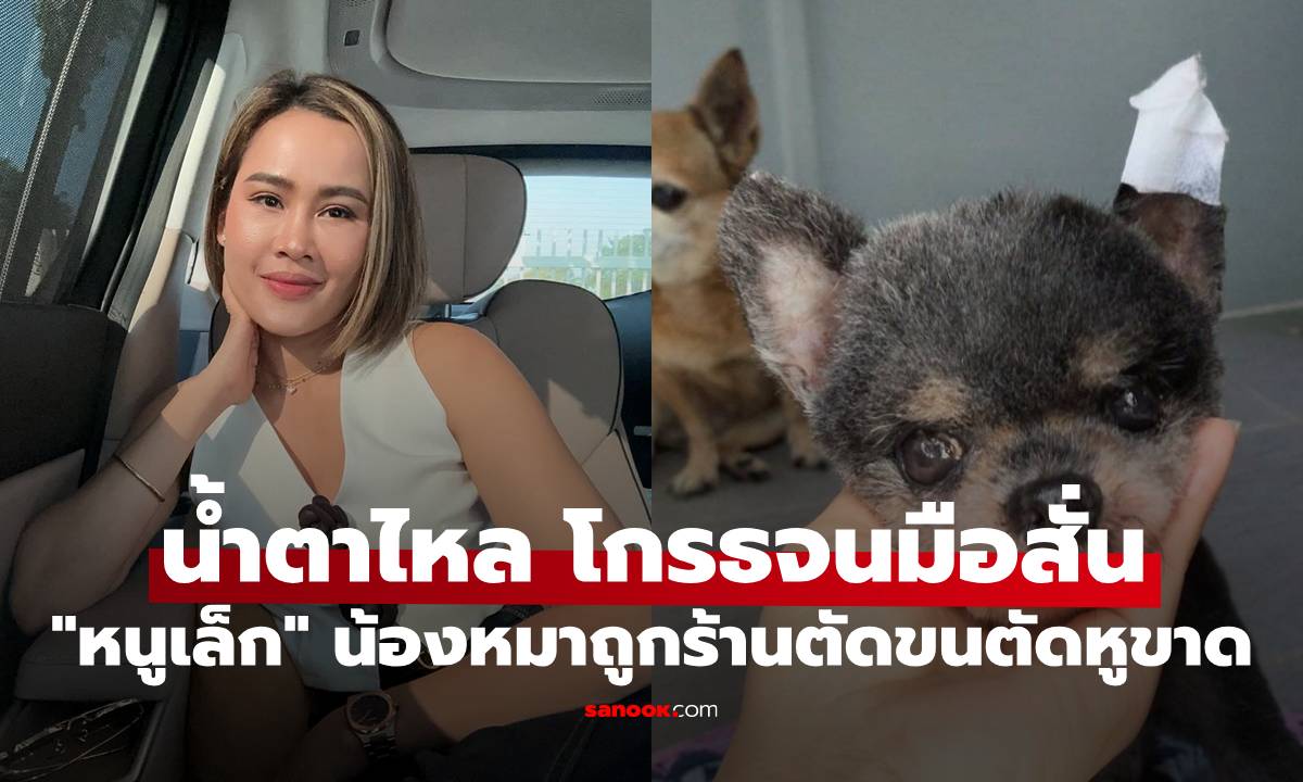 "หนูเล็ก" น้ำตาไหล โกรธจนมือสั่น น้องหมาถูกร้านตัดขนตัดหูขาด แผลลึกมาก