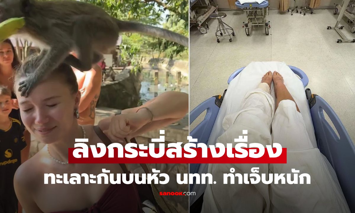 จากทริปในฝันสู่ฝันร้าย! อินฟลูฯเยอรมัน ช็อก ฝูงลิงกระบี่ ปีนทะเลาะกันบนหัว ต้องหามส่ง รพ.ด่วน