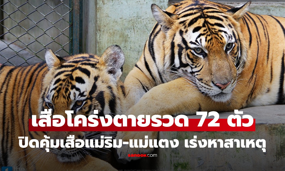 ช็อก! เสือโคร่งคุ้มแม่ริม-แม่แตง 72 ตัว ตายปริศนา กรมอุทยานฯ เร่งหาสาเหตุ